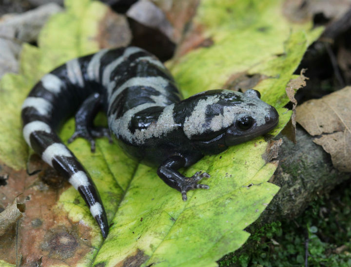 Marbled Salamander